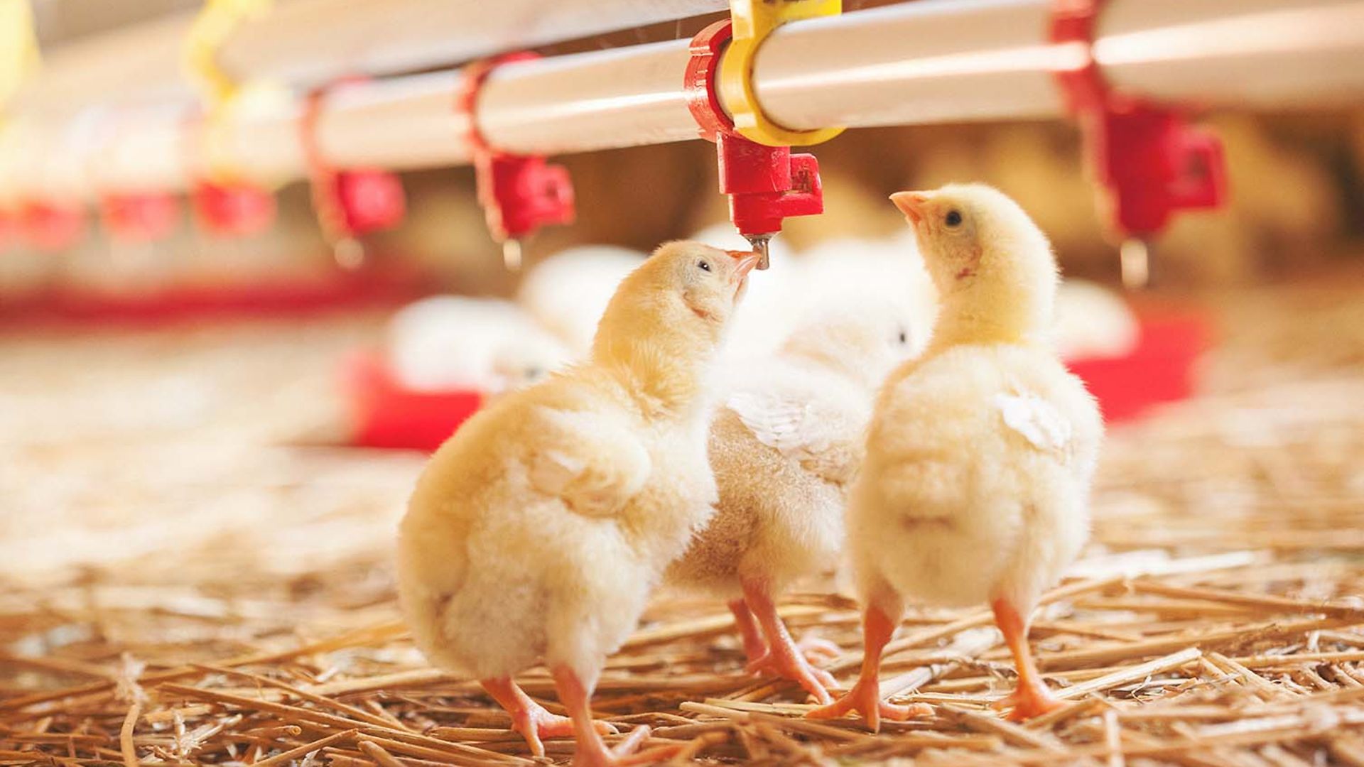 2022 Parvalux système de ventilation et alimentation