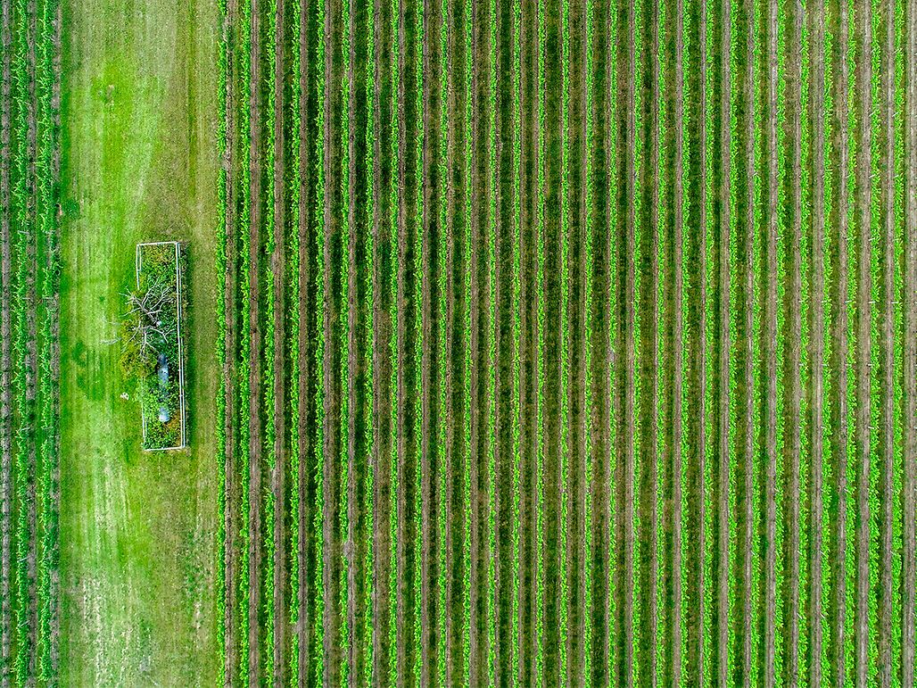 Template drive agriculture